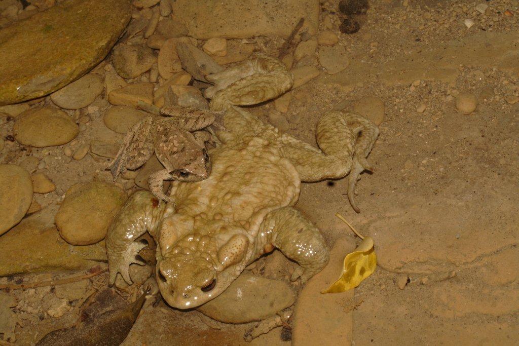 Nuovo sito di Ululone: ricco ed affollato!